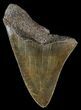 Partial, Serrated, Fossil Megalodon Tooth #53004-1